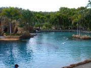 Watching the Dolphin show at the cove at SeaWorld Watching the Dolphin show at the cove at SeaWorld