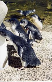 Fairy Penguins