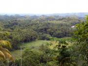 at the chocolate hills