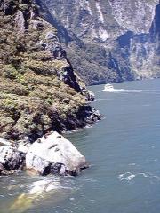 Seals in Milford Sound