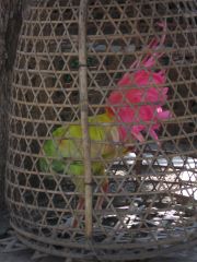 Hen