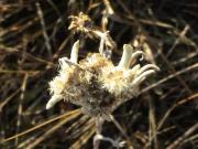 Mongolian Edelweiss