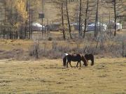 Local farmer's camp.