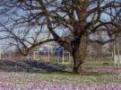 The Hague travelogue picture