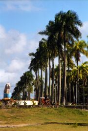 Toamasina's central alley with the palmtrees Toamasina's central alley with the palmtrees