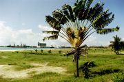 Travellers Tree and Toamasina's harbour in the background Travellers Tree and Toamasina's harbour in the background