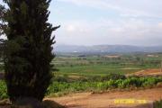The vineyards of Fontesante The vineyards of Fontesante