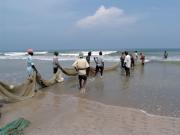 Bringing in the catch on Uppuveli Beach