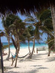 Palm trees and hammocks