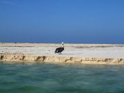 Brown pelican