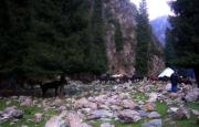A Herd Passes Through Our Camp A Herd Passes Through Our Camp