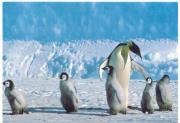 mother penguin shows the way to her children