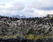 Cormorants on Los Pajaros Island Cormorants on Los Pajaros Island