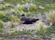 Iles Bridges - bird sitting on eggs