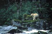 Sprit Bear