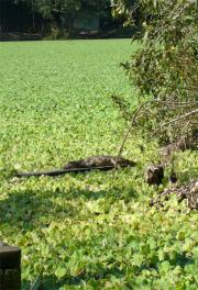 An alligator enjoys the sun - inside Tubarao! An alligator enjoys the sun - inside Tubarao!