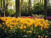 Keukenhof