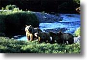 Bears