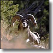 Big Horn Sheep