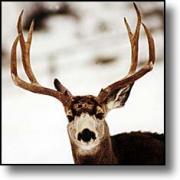 A Male Deer