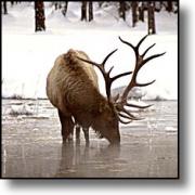A Male Elk