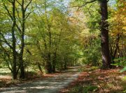 hiking in the forest