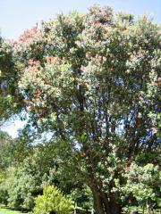 a kiwi christmas tree - large pohutakawa in full bloom a kiwi christmas tree - large pohutakawa in full bloom