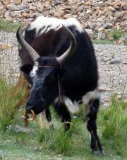 That is one badass Yak! I love the Yak. I wish someone could understand my love. That is one badass Yak! I love the Yak. I wish someone could understand my love.