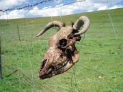 That's what happens to bad tourists. Your skull goes next to the yak. That's what happens to bad tourists. Your skull goes next to the yak.