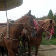Can you imagine being fully tacked and tied to a chariot that never moves? Poor poor creatures.