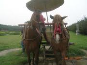 Favorite part of the day- feeding these horses peaches. Poor guys were tied to an immobile chariot