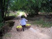 Woman in Village picking fruit Woman in Village picking fruit