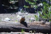 A Marmot watches hikers in Toulumne Meadows A Marmot watches hikers in Toulumne Meadows
