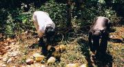 Opening coconuts.