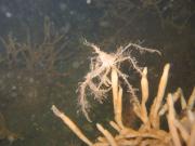 Small crab