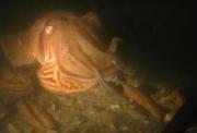 More Sepia; lighted by a underwater lamp More Sepia; lighted by a underwater lamp