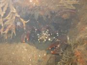 Fresh Lobster anyone?