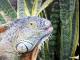 Ardastra Gardens,Zoo,Conservation Centre