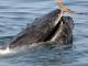 Cape Ann Whale Watch