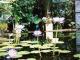 Linnaus Garden