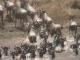 MASAI MARA BUDGET CAMPING.