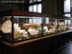 Natural History Museum