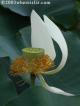 Orto Botanico (Botanical Gardens)