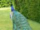 Peacock Garden