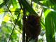 Tarsier Visitor Centre