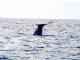 Whale Watch Kaikoura