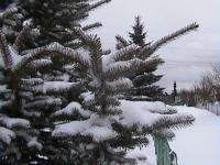 White snow in Gdansk... welcome home!