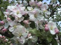 Spring flowers in Wojtkowka...