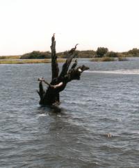 Chobe is a wild life Paradise and our arrival in Vic Falls