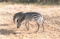 Towards Hwange